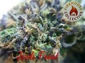 Firehouse Collective photo