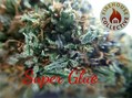 Firehouse Collective photo