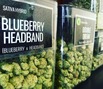 Lakeshore Cannabis photo
