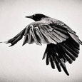 Blackbird Indica logo