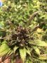 Strawberry Fields - Colorado Springs photo