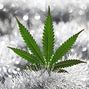 The STONE Dispensary photo
