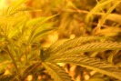 Oso Cannabis - Alamogordo photo