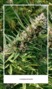 Oso Cannabis - Alamogordo photo