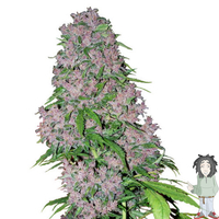 Female Lemon Kush Feminised Seeds image