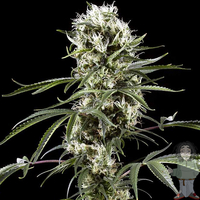 Green House Super Lemon Haze Feminised Seeds Specs image