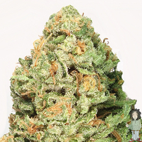 Heavyweight Fruit Punch Feminised Seeds Specs image