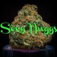 Sexy Nuggs Collective logo