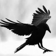 Blackbird Crow logo