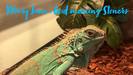Iguana Collective photo