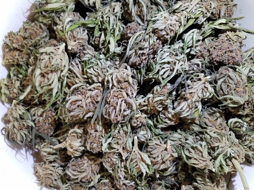 Purple Diesel image