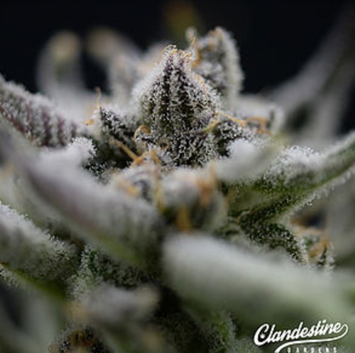 Platinum Girl Scout Cookies image