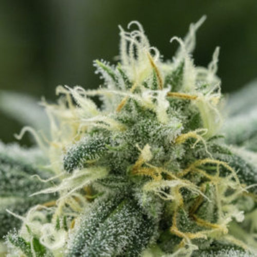 Lemon Skunk image