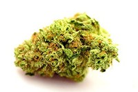 Stardawg image