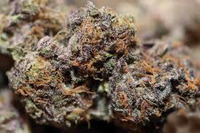 Purple Kush image