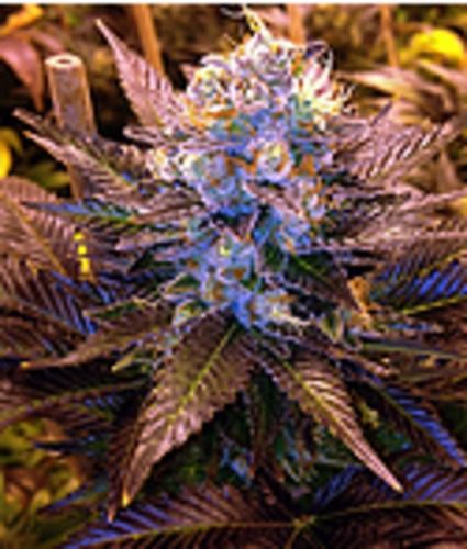 Chem Dawg image