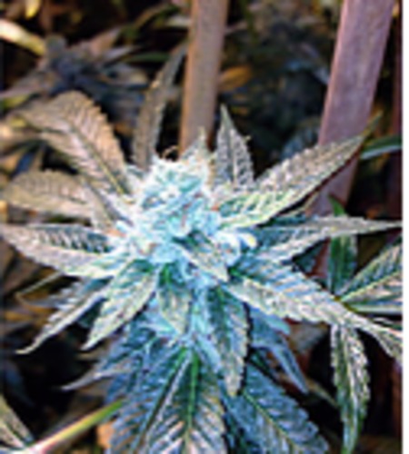 Holy Grail Kush image