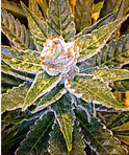 Silver Kush image