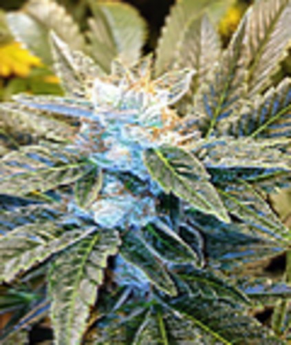 Purple Kush image