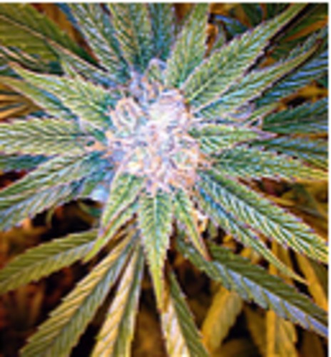 Blue Dream image