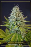 Iron Triangle OG Gupta Kush image