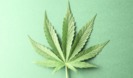 Canna Republic photo